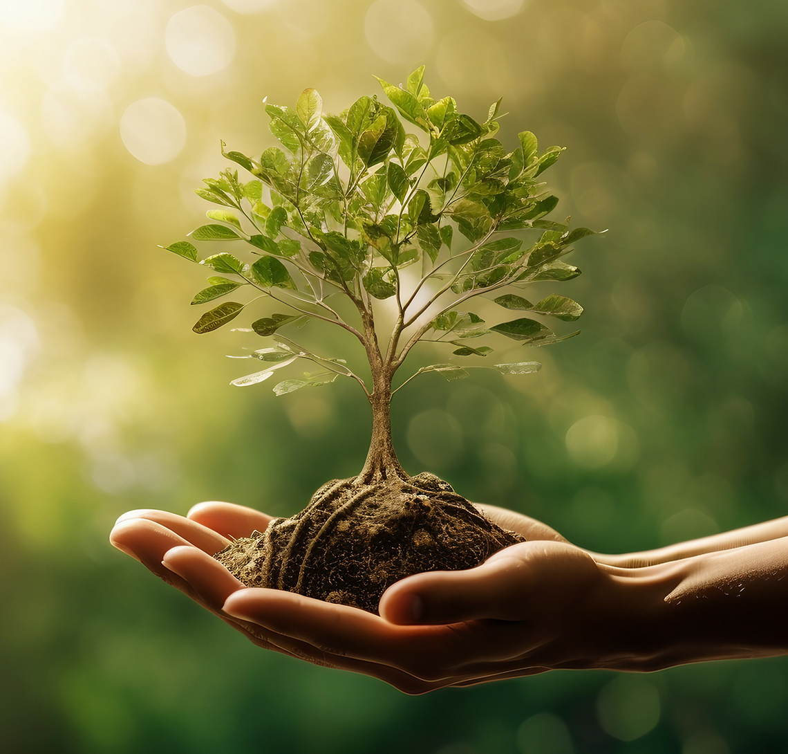 Tree held in caring hands