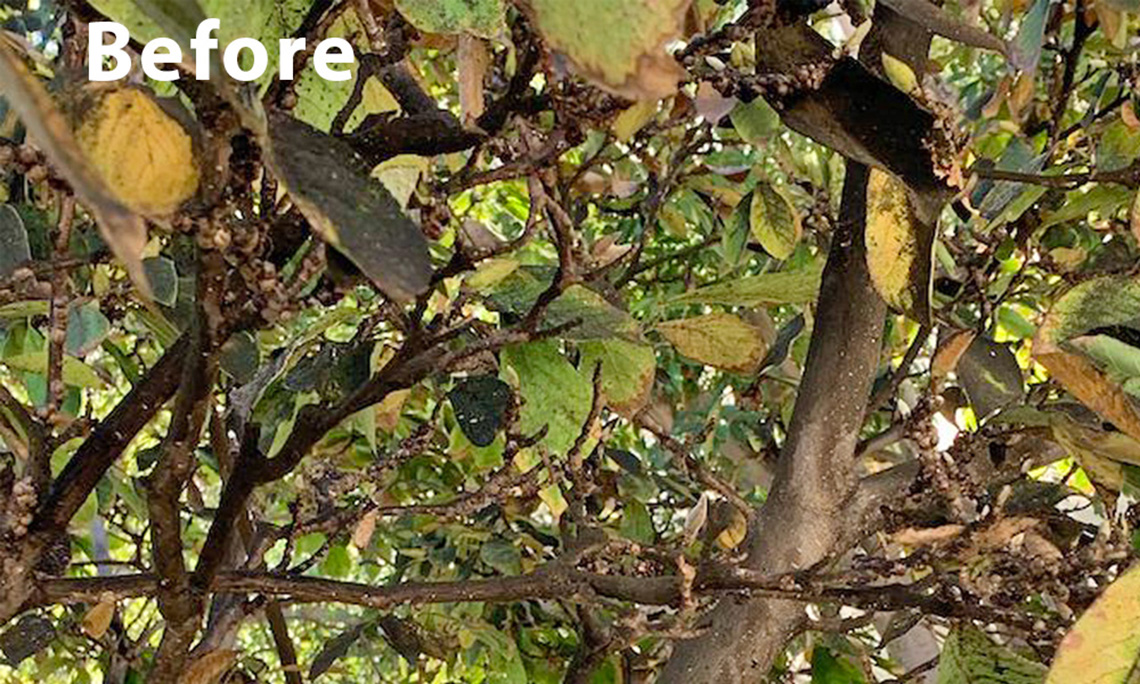 Before tree services and tree treatment Orange County