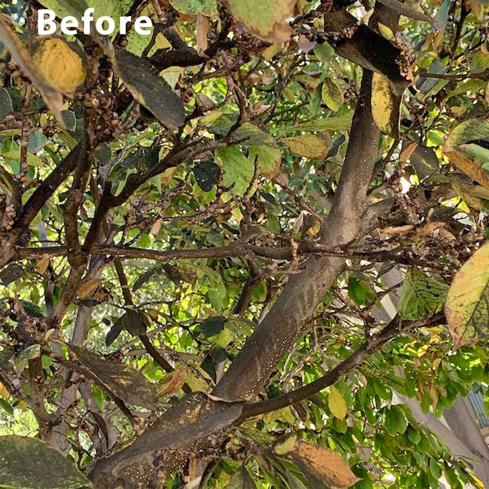 trees before care Orange County tree services